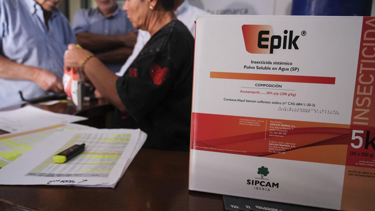 filoksera winorośli Teneryfa