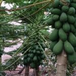 Lairaga Tropical Gran Canaria