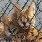 nielegalna hodowla dzikich kotów Gran Canaria