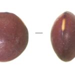 soczewica Wyspy Kanaryjskie