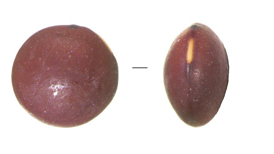 soczewica Wyspy Kanaryjskie