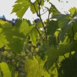 winorośl palmowa La Palma