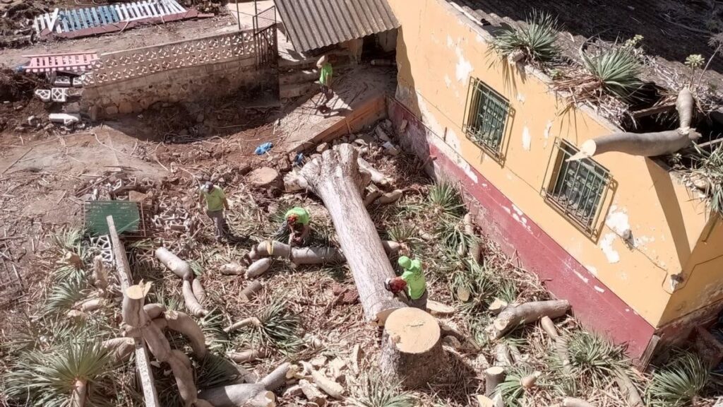 smocze drzewo Teneryfa