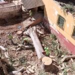 smocze drzewo Teneryfa