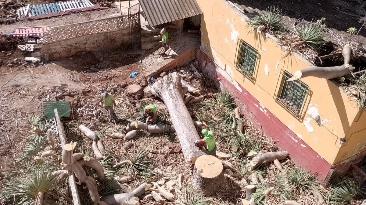 smocze drzewo Teneryfa