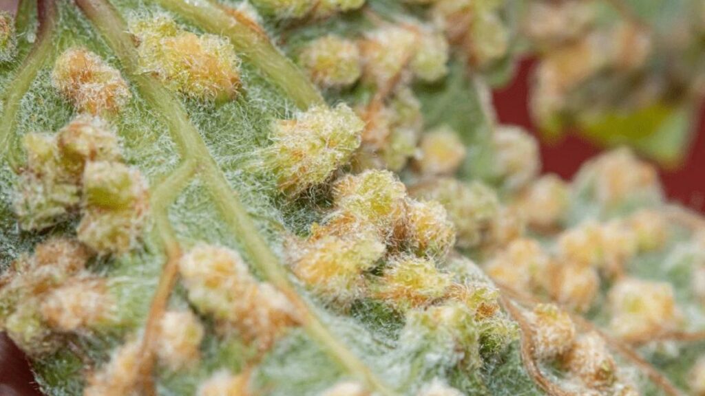 filoksera gleba teneryfa winnice zagrozenie