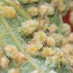 filoksera gleba teneryfa winnice zagrozenie