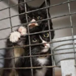 grant ue koty wolno zyjace wyspy kanaryjskie badania