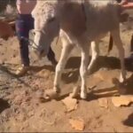 interwencja seprony gran canaria maltretowanie zwierzat