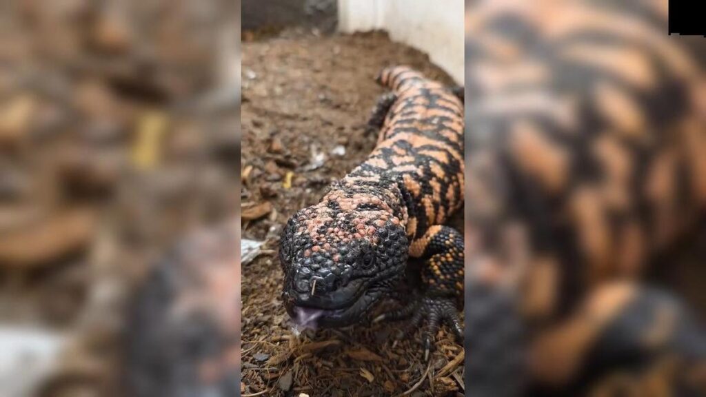 jadowity jaszczur monstruo de gila teneryfa cukrzyca