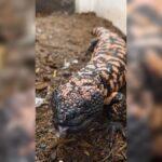 jadowity jaszczur monstruo de gila teneryfa cukrzyca