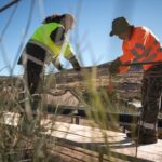 cedr kanaryjski Teide