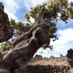 cedr kanaryjski Teneryfa