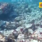 nielegalna siec rekin aniol lanzarote interwencja seprona