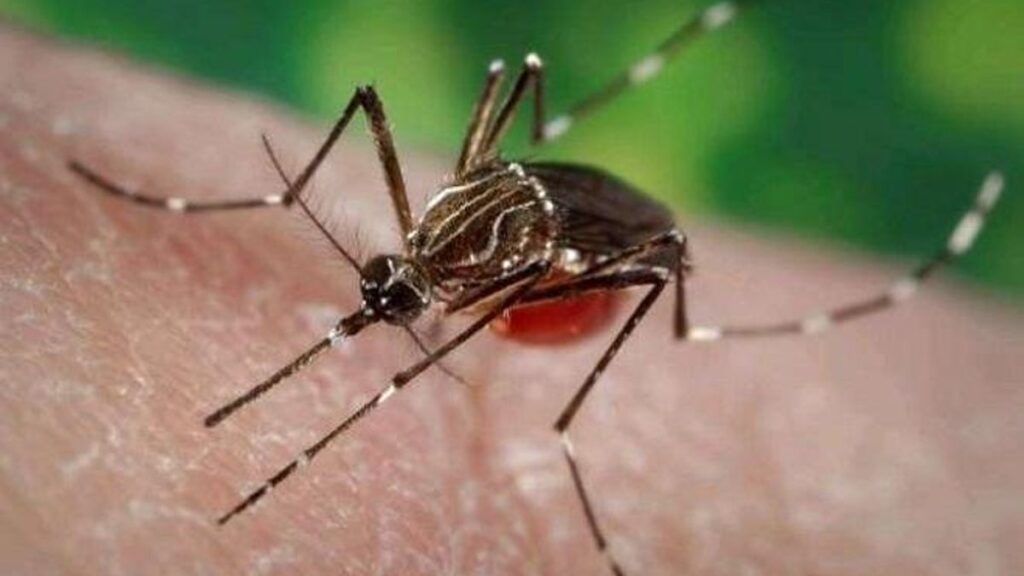 kolejny komar aedes aegypti port teneryfa