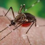 kolejny komar aedes aegypti port teneryfa