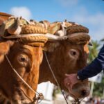 konkurs arrastre ganado teneryfa tradycja rolnicy