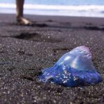 portugalskie zeglawki plaze galdar gran canaria