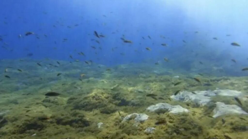 ciguatera mala ryba toksyna wyspy kanaryjskie badania