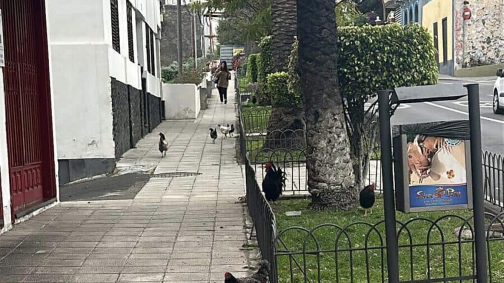 koguty halas icod de los vinos protest mieszkancow