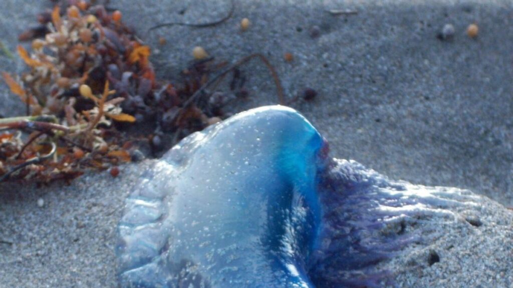 niebezpieczne meduzy carabela portuguesa garachico teneryfa