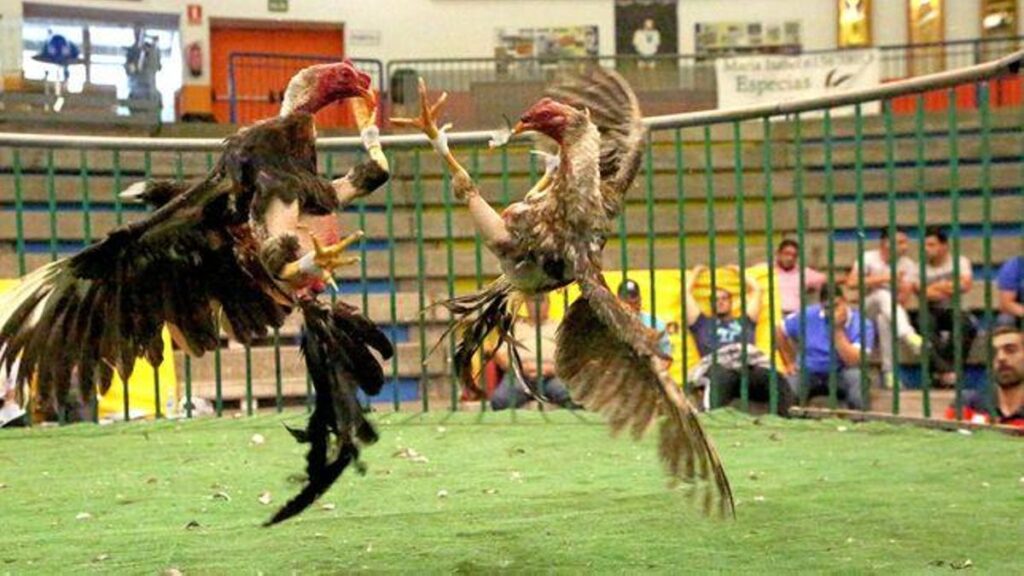 walki kogutow wyspy kanaryjskie nielegalne pacma odwolanie