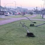 wandale wyrwali drzewa flamboyan san bartolome tirajana