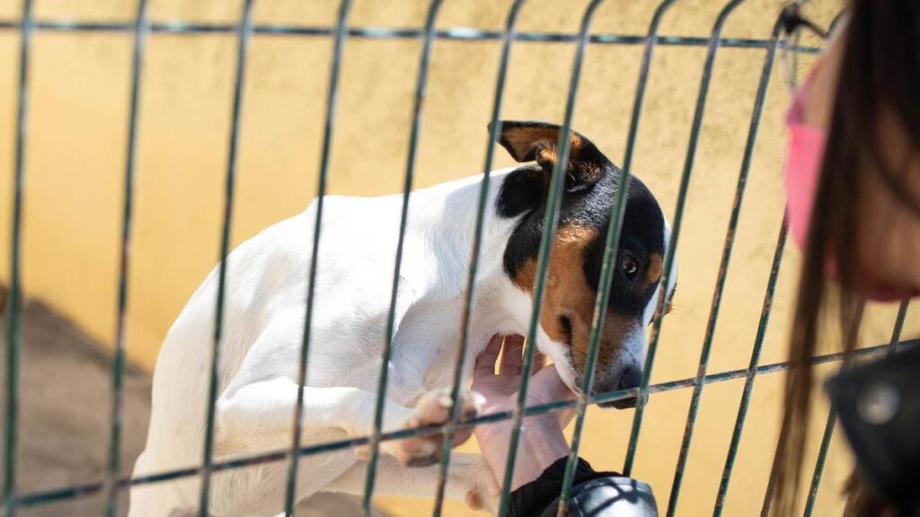 700 tys euro subwencje schroniska zwierzat teneryfa