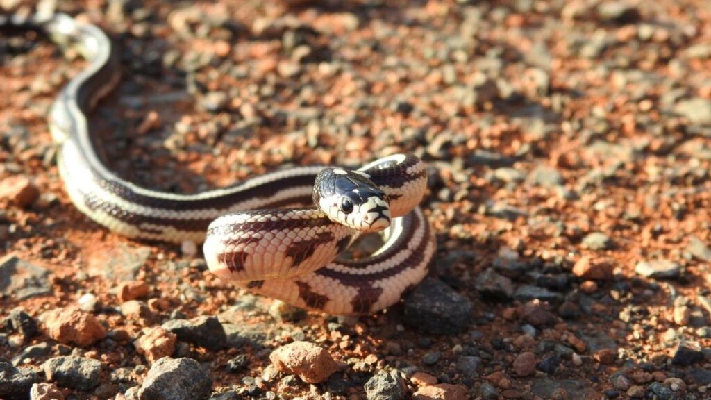 nielegalny handel wezami kalifornijskimi teneryfa gran canaria