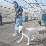 pierwsza szkola psow asystenckich wyspy kanaryjskie telde