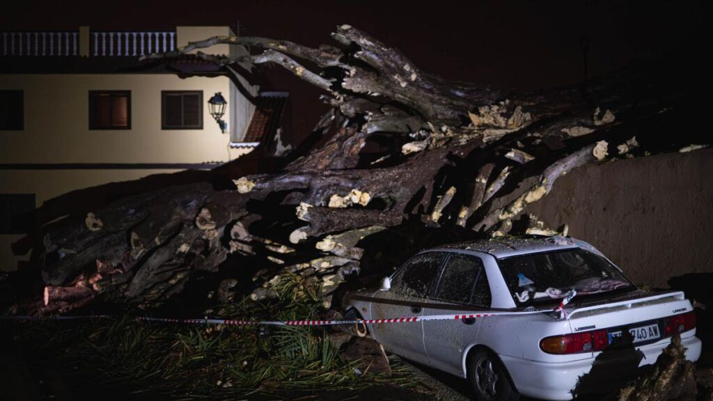 upadek historycznego drago los realejos teneryfa