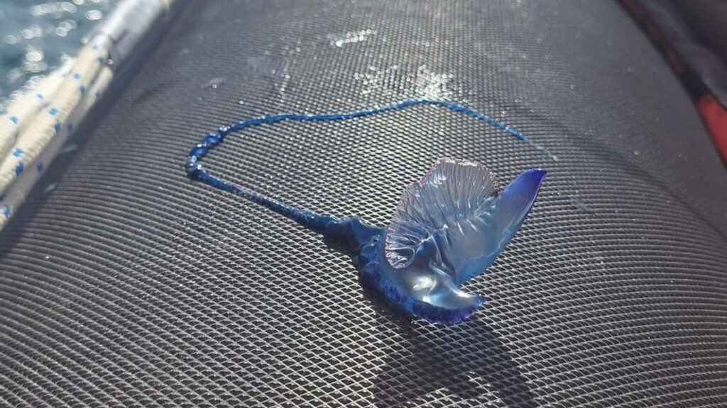 niebezpieczne zeglawki plaze santa cruz teneryfa ostrzezenia