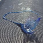 niebezpieczne zeglawki plaze santa cruz teneryfa ostrzezenia