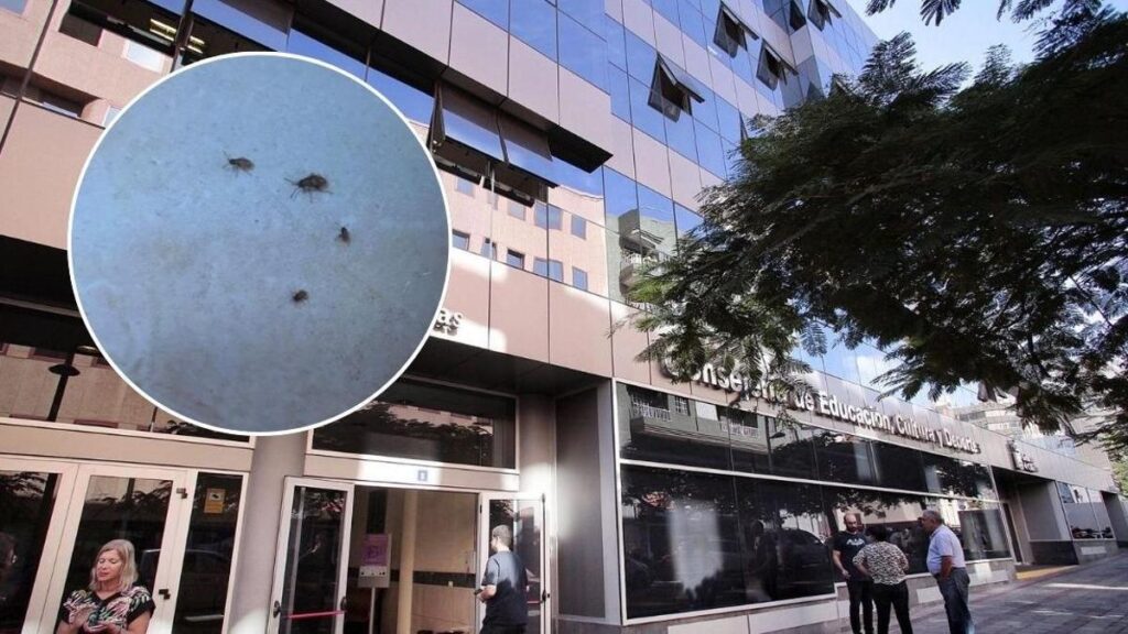 ewakuacja budynek rzadowy plaga insektow teneryfa