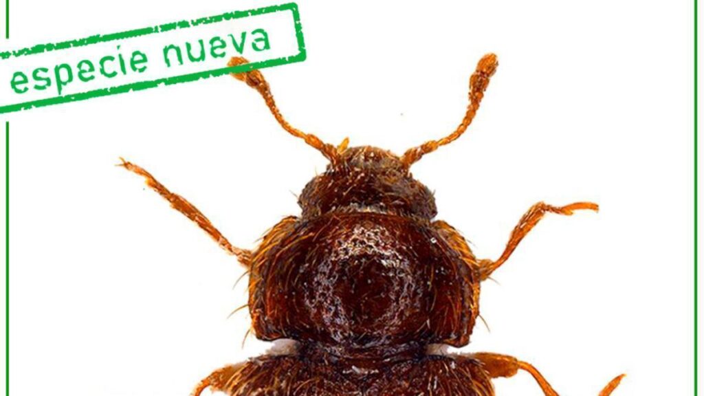 nowy chrzaszcz teneryfa barranco de lora