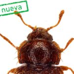 nowy chrzaszcz teneryfa barranco de lora