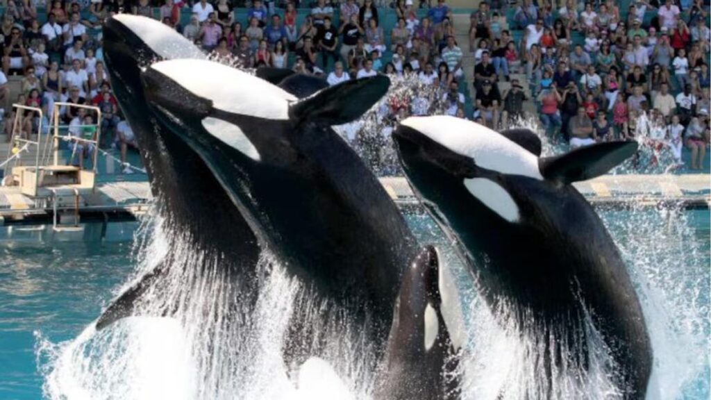 orki marineland loro parque transfer pilny