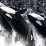 orki marineland loro parque transfer pilny