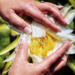 tropikalna rewolucja na teneryfie awokado papaja