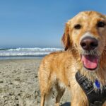 golden retriever on beach shore during daytime