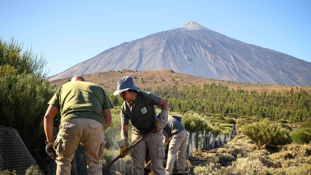 ochrona janowca teide 12 mln euro