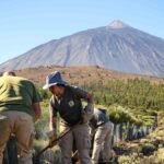 ochrona janowca teide 12 mln euro