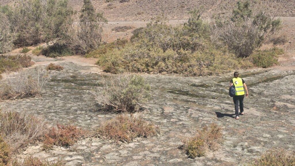 inwazja komarow fuerteventura tarajalejo akcja odkomarzania