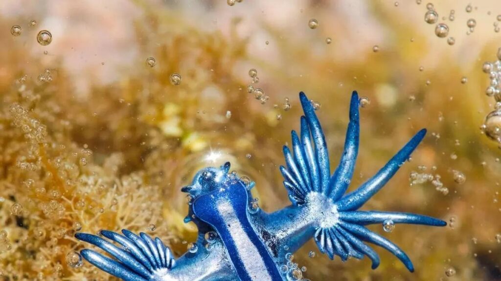 niebieski smok wyspy kanaryjskie glaucus atlanticus