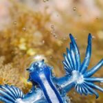 niebieski smok wyspy kanaryjskie glaucus atlanticus