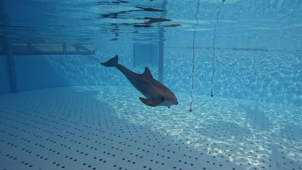 delfiny loro parque badania echolokacja