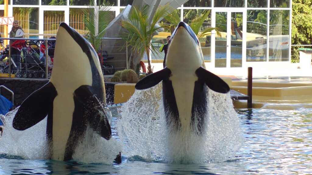 orki marineland loro parque teneryfa transport