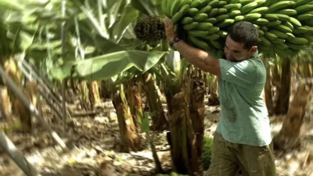 ceny bananow z wysp kanaryjskich rekordowo niskie