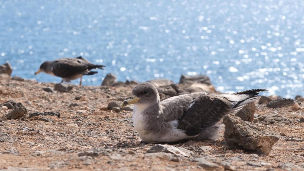 fuerteventura ochrona burzyka zoltodziobego