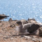 fuerteventura ochrona burzyka zoltodziobego